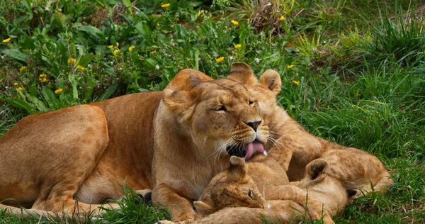 Afrikaanse Leeuw Panthera Leo Moeder Welp — Stockfoto