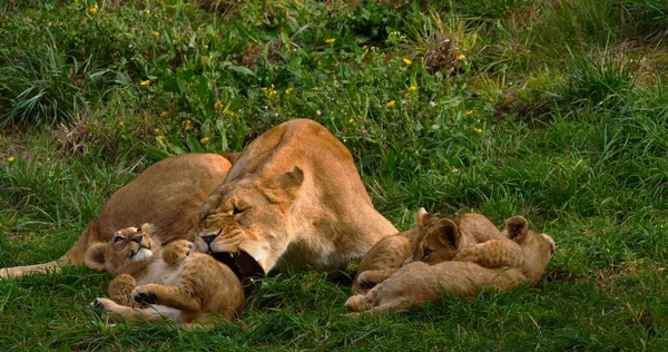 Afrikaanse Leeuw Panthera Leo Moeder Welp — Stockfoto