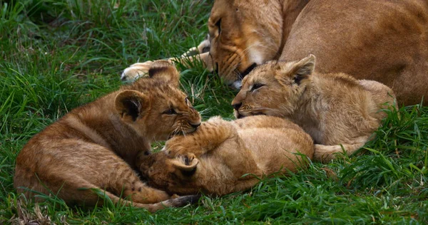 Afrikanskt Lejon Panthera Leo Mor Och Unge — Stockfoto