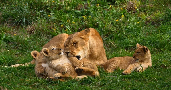 Leul African Leul Panthera Mama Puiul — Fotografie, imagine de stoc