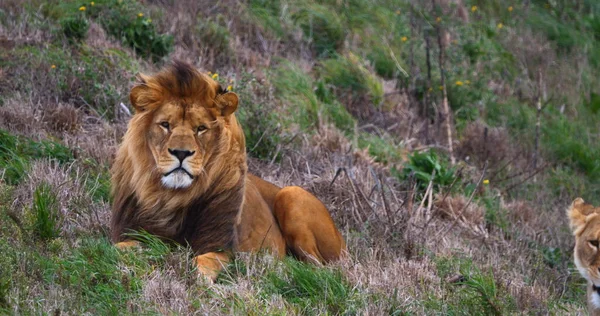 Afrika Aslanı Panthera Aslanı Güzel Mane Erkek — Stok fotoğraf