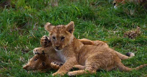 Afrikai Oroszlán Panthera Leo Cub Játszik — Stock Fotó