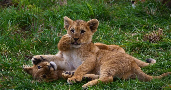 Afrikanischer Löwe Panthera Leo Junge Beim Spielen — Stockfoto