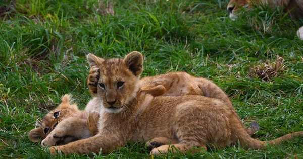 Afrikaanse Leeuw Panthera Leo Welp Spelen — Stockfoto