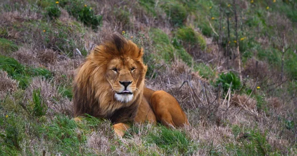 African Lion Panthera Leo Male Nice Mane — Stock Photo, Image