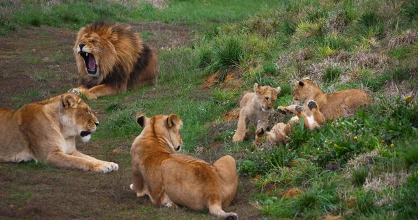 Afrikanischer Löwe Panthera Leo Gruppe Mit Männchen Und Jungtier — Stockfoto