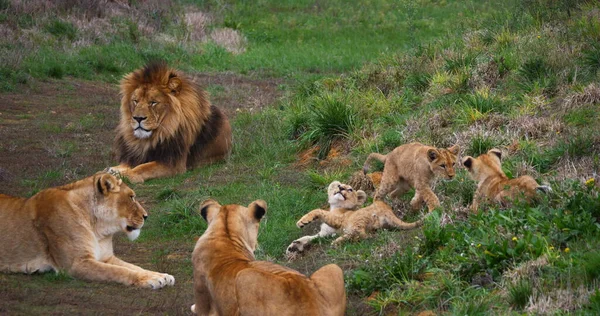 León Africano Panthera Leo Grupo Con Macho Hembra Cachorro — Foto de Stock