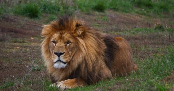 Lion Africain Panthera Leo Homme Avec Une Belle Manne — Photo