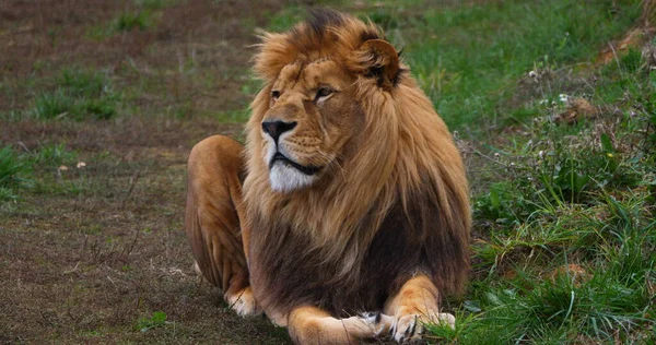 Αφρικανικό Λιοντάρι Πάνθηρα Λέο Αρσενικό Ωραία Χαίτη — Φωτογραφία Αρχείου