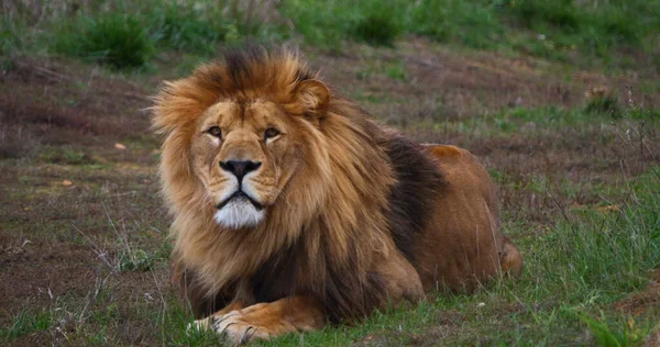 Afrikanskt Lejon Panthera Leo Man Med Trevlig Mane — Stockfoto