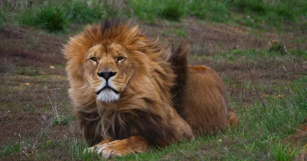 Африканский Лев Пантера Лео Мужчина Красивой Гривой — стоковое фото