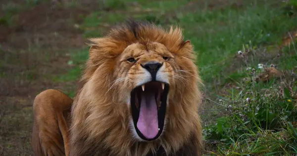 Leão Africano Panthera Leo Bocejo Masculino — Fotografia de Stock