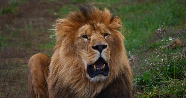 Africano Leão Panthera Leo Masculino Com Uma Bela Juba — Fotografia de Stock