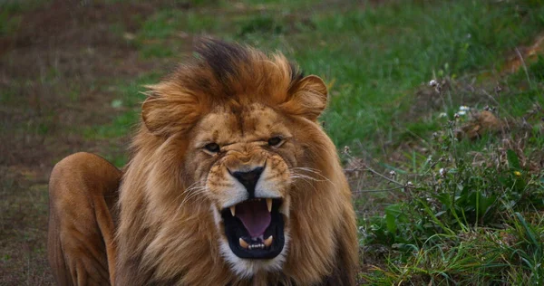 Afrikai Oroszlán Panthera Leo Férfi Vicsorgás — Stock Fotó