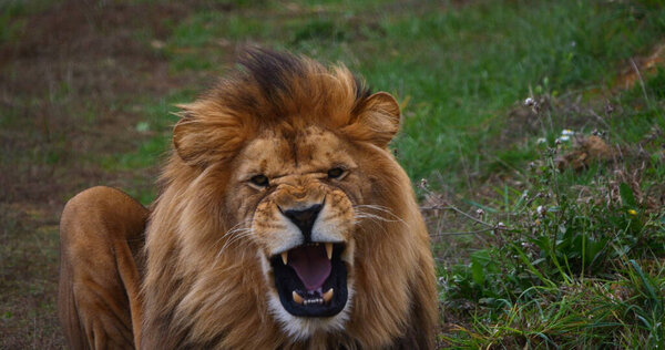 African Lion, panthera leo, Male snarling