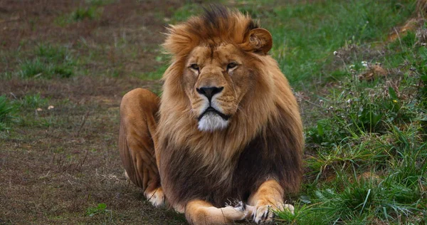 Afrikai Oroszlán Panthera Leo Férfi Egy Szép Sörénnyel — Stock Fotó