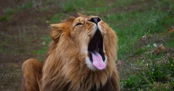 Afrikanischer Löwe Panthera Leo Männliches Gähnen — Stockfoto