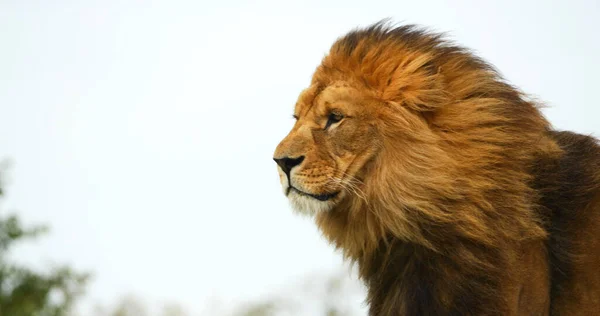 León Africano Pantera Leo Hombre Con Una Bonita Melena — Foto de Stock