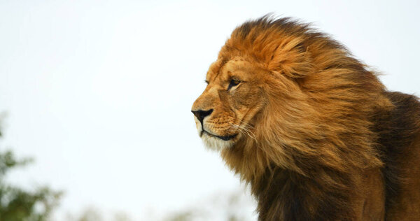 African Lion, panthera leo, Male with a nice Mane