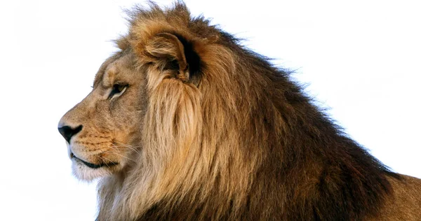 Αφρικανικό Λιοντάρι Πάνθηρα Λέο Αρσενικό Ωραία Χαίτη — Φωτογραφία Αρχείου