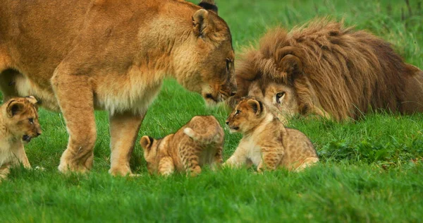 African Lion Panthera Leo Group Male Female Cub — Stock Photo, Image