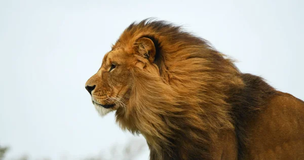 Africano Leão Panthera Leo Masculino Com Uma Bela Juba — Fotografia de Stock