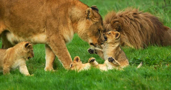 León Africano Panthera Leo Grupo Con Macho Hembra Cachorro — Foto de Stock