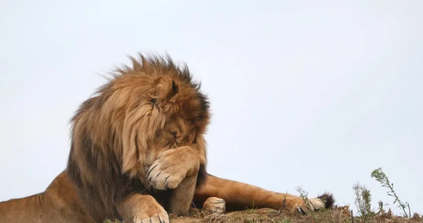 Afrikaanse Leeuw Panthera Leo Man Met Een Mooie Mane — Stockfoto