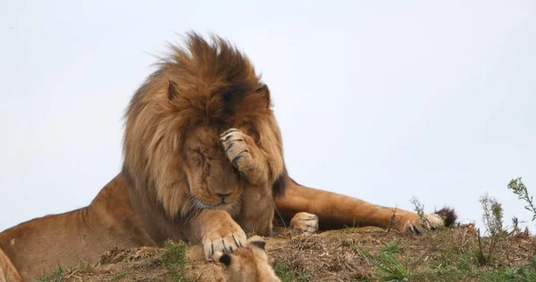 León Africano Pantera Leo Hombre Con Una Bonita Melena —  Fotos de Stock
