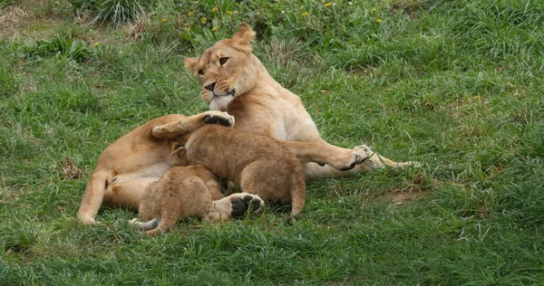 Afrikanischer Löwe Panthera Leo Mutter Und Säugling — Stockfoto