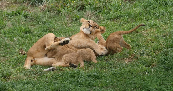 African Lion Panthera Leo Mother Cub Suckling — Stock Photo, Image