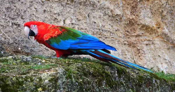 Kırmızı-ve-Yeşil Macaw, ara kloroptera, Uçurumun üzerinde duran yetişkin