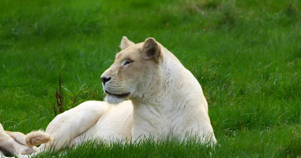 Vitt Lejon Panthera Leo Krugensis Kvinnlig Äggläggning — Stockfoto