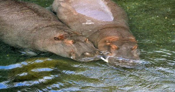 Hippopotame Hippopotame Amphibie Paire Debout Dans Rivière Dormir — Photo