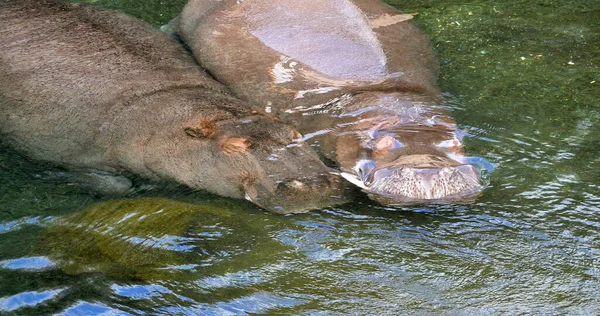 Nilpferd Nilpferd Amphibie Paar Steht Fluss Schläft — Stockfoto
