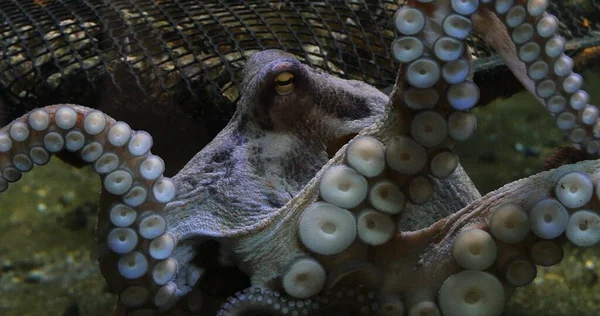 Common Octopus, octopus vulgaris, Adult showing Tentacles, Seawater Aquarium in France