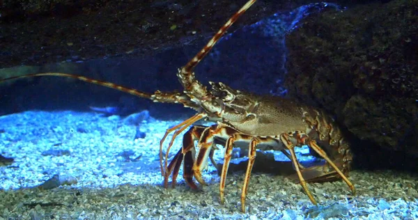 Spiny Lobster, palinurus elephas, Seawater Aquarium in France