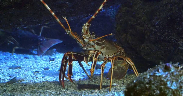 Spiny Lobster, palinurus elephas, Seawater Aquarium in France