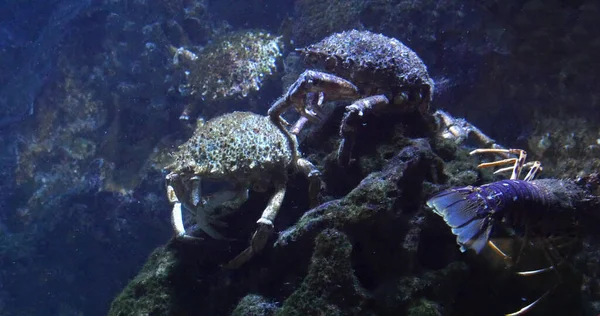 Spider Crab Maja Brachydactyla Seatwater Aquarium France — Fotografia de Stock