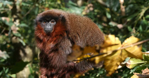 Röd Titi Monkey Callicebus Cupreus Vuxen Stående Grenen — Stockfoto