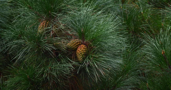 Ramales Pino Marítimo Pinus Pinaster Mostrando Conos Agujas Árbol Baule —  Fotos de Stock