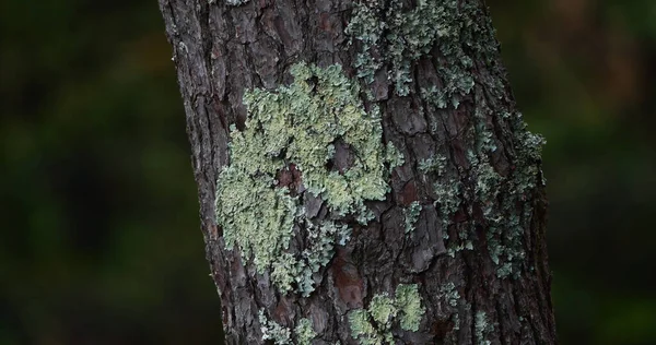 Lichen Tree Trunk Maritime Pine Baule Escoublac Loire Atlantique Frankrijk — Stockfoto