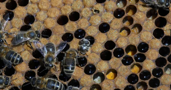 124 Avrupa Bal Arısı Apis Mellifera Black Bee Brood Üzerinde — Stok fotoğraf