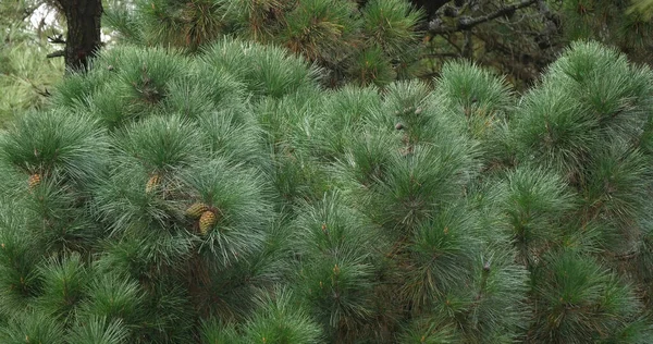 Takken Van Maritime Pine Pinus Pinaster Met Kegels Naalden Aan — Stockfoto