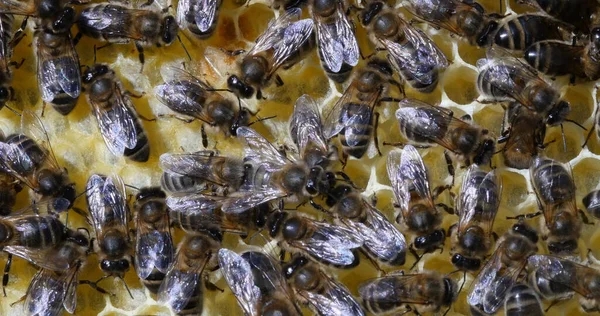 |European Honey Bee, apis mellifera, Black Bees working on Bee Brood, Bee Hive in Normandy in France