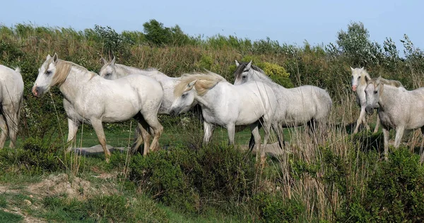 Camargue Horse Rebanho Pântano Saintes Marie Mer Camargue Sul França — Fotografia de Stock