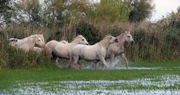 Camargue Horse Herd Standing Swamp Saintes Marie Mer Camargue Nel — Foto Stock