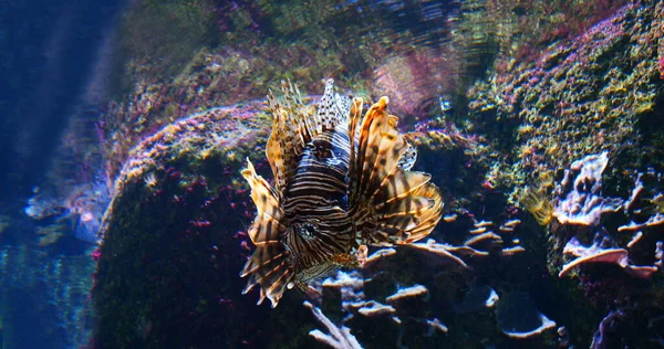 Sıradan Aslan Balığı Pterois Volitans Zehirli Tür Yetişkin Yüzme — Stok fotoğraf