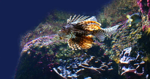 Pesce Leone Comune Pterois Volitans Spettacolo Velenoso Nuoto Adulti — Foto Stock