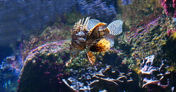 Common Lion Fish Pterois Volitans Venomous Specy Adult Swimming — Stock Photo, Image